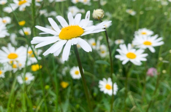 Wildkräuterseminar Schupfart