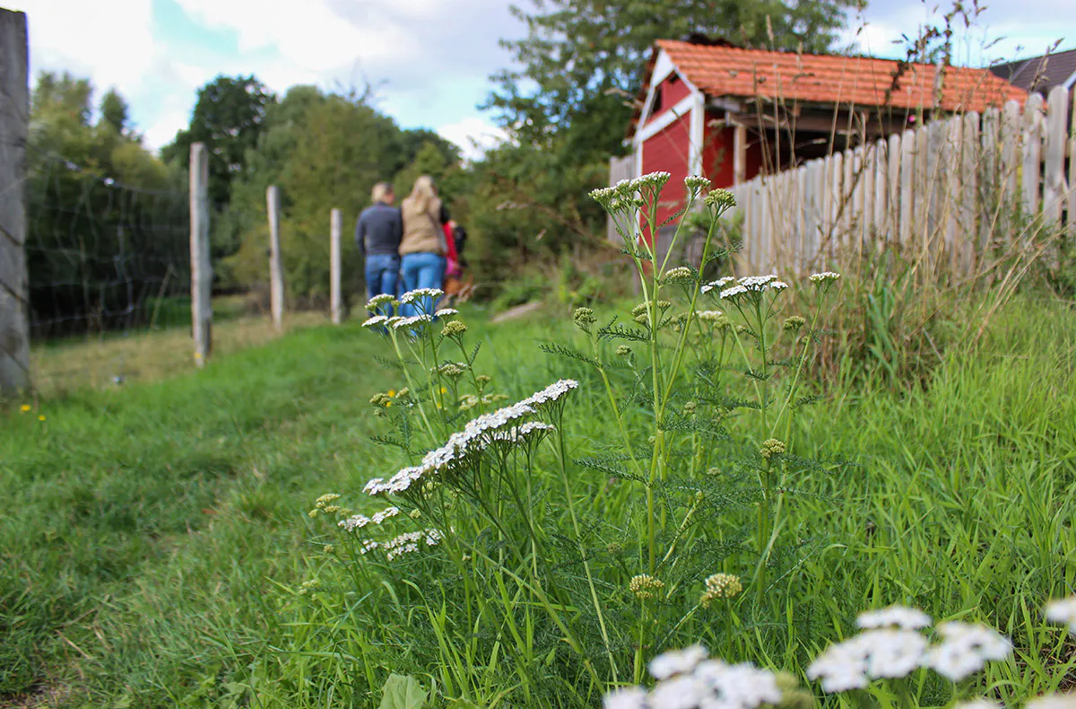 Wildkräuter Kurs Jüchen - 5