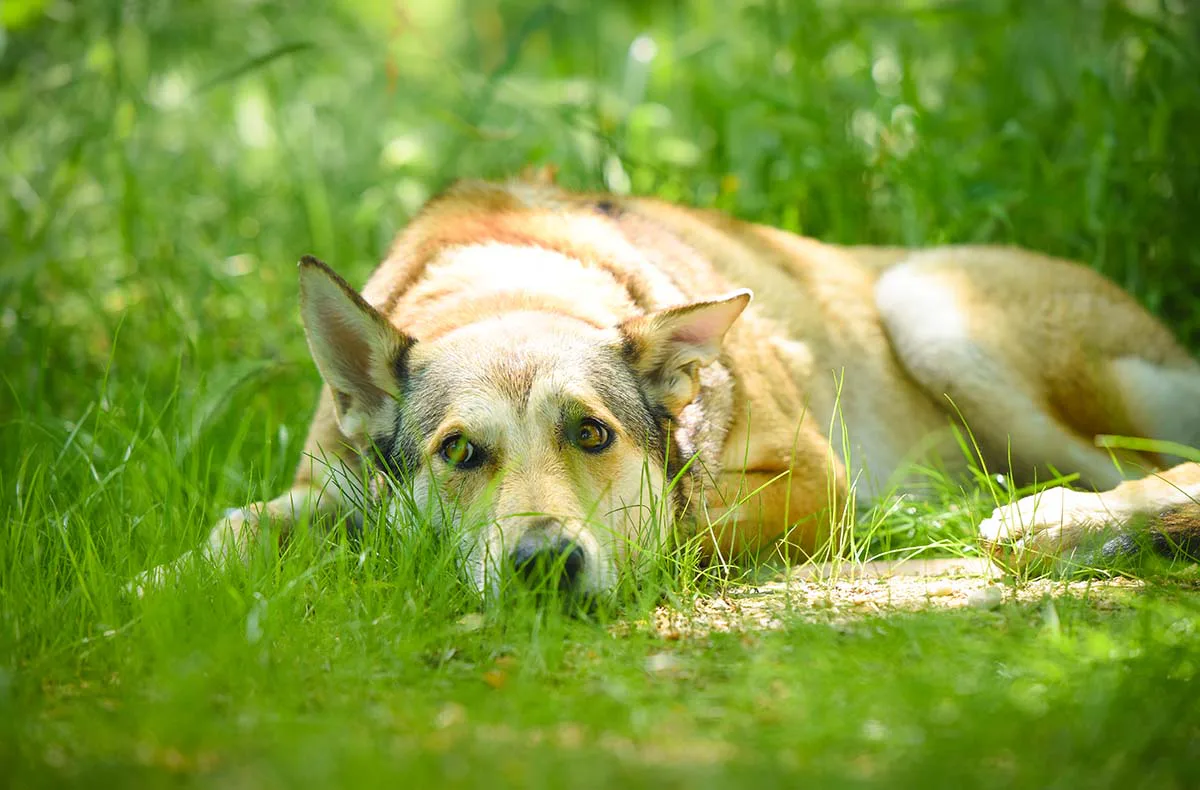 Wolfhundekuschelstunde Büren - 1