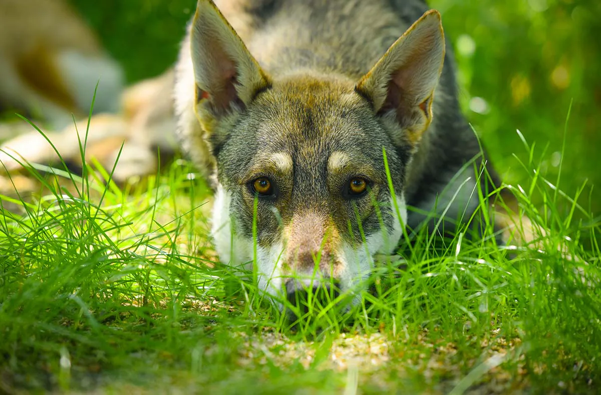 Wolfhundekuschelstunde Büren - 2