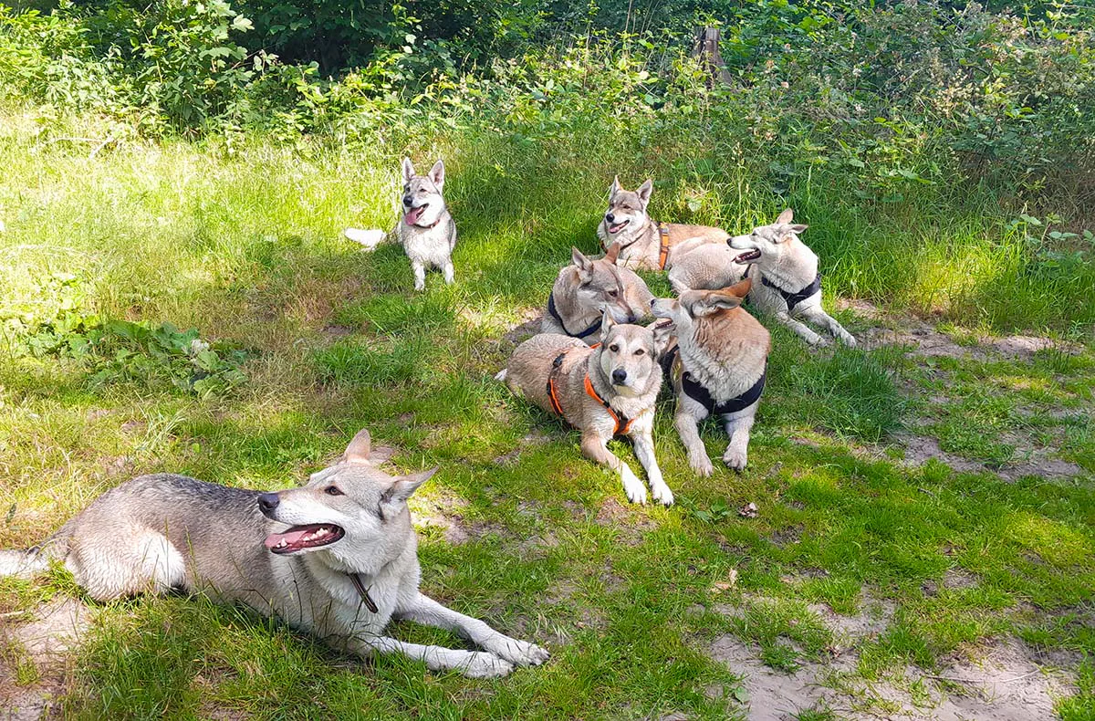 Wolfhundekuschelstunde Büren - 3