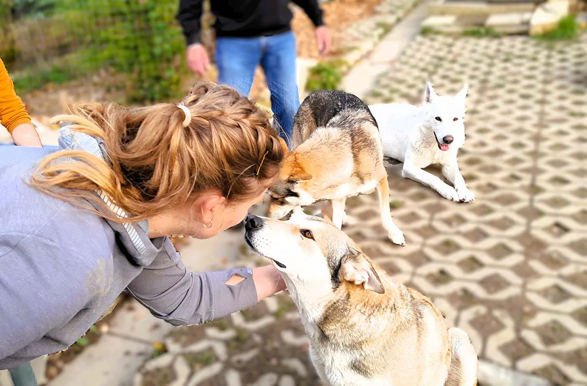 Wolfhundekuschelstunde Büren - 4