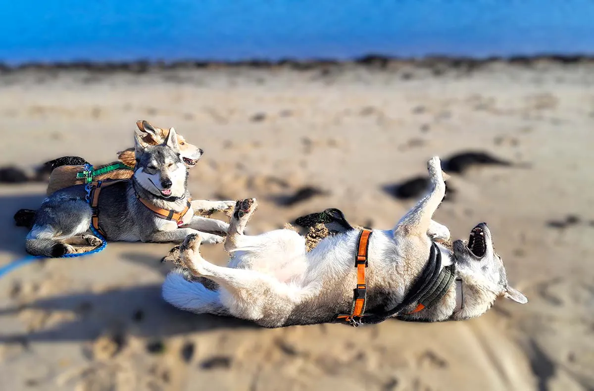 Wolfhundekuschelstunde Büren - 6